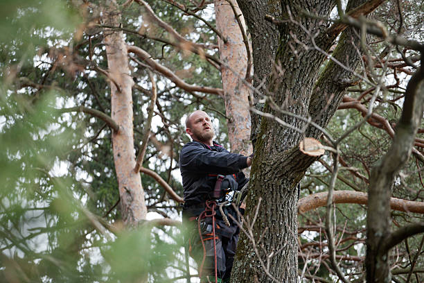 Best Fruit Tree Pruning  in Red Oak, NC